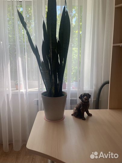 Сансевиерия