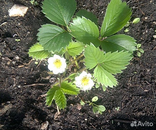 Клубника садовая (рассада в стаканчиках)