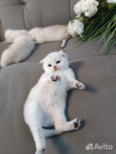 Котята Британская шиншилла