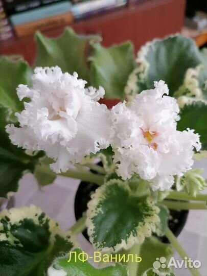 Фиалки сортовые