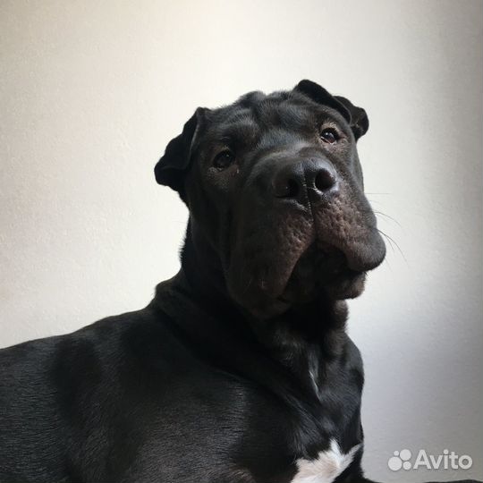 Собака террористка щенок шарпея