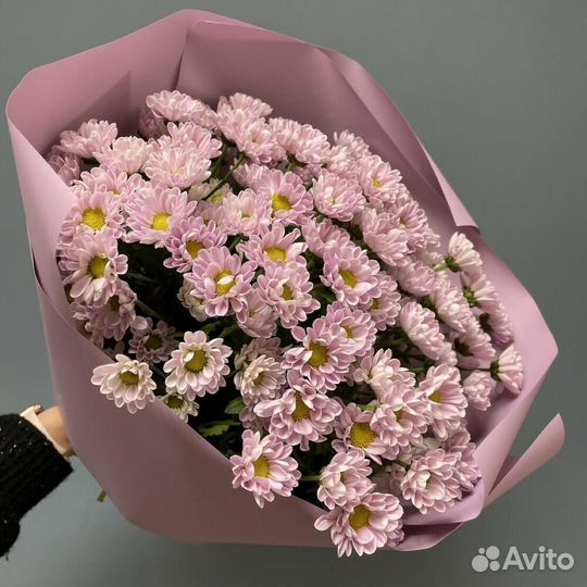 Хризантемы сантини розовые 33 шт