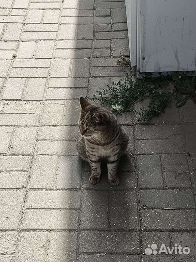 Ласковая кошка