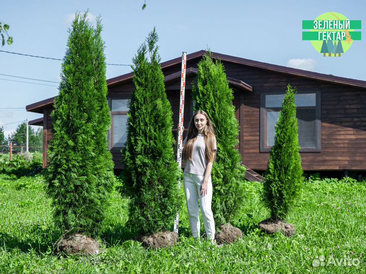 Туи колумна 180 см свежая копка 2023