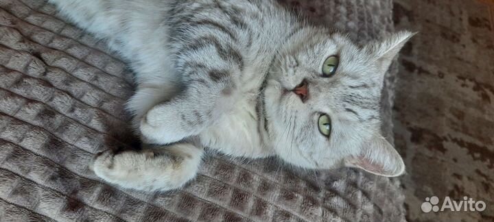 Случка кошки