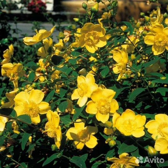 Барбарисы, ракитник BoskoopRuby, спиреи