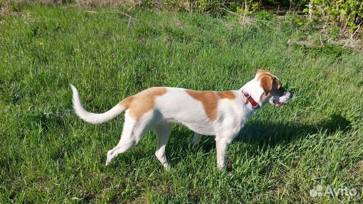 Лучший друг