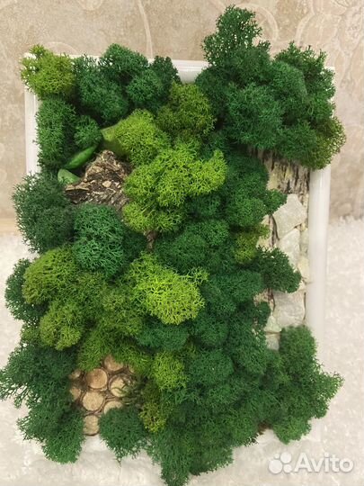 Картина из стабилизированного мха