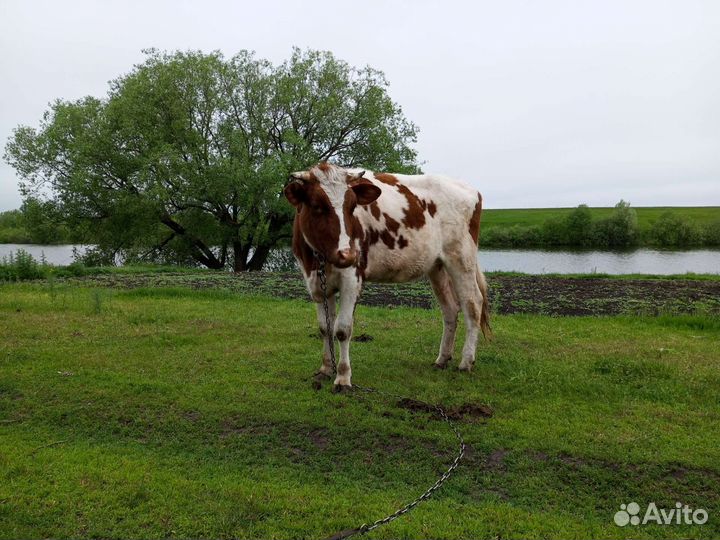 Продам телку на племя