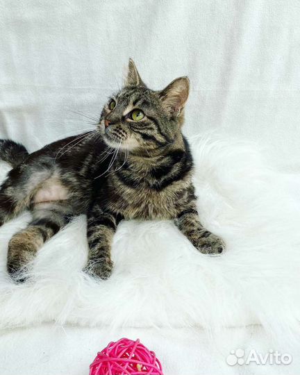 Европейская кошка в добрые руки