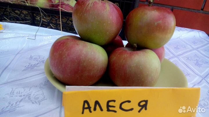 Саженцы яблонь
