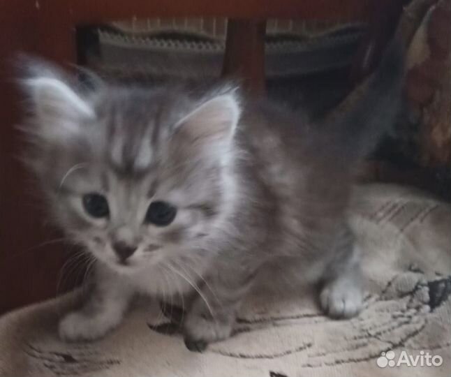 Котята в добрые руки бесплатно