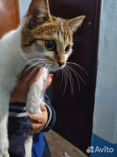 Кошечка погибает в подъезде