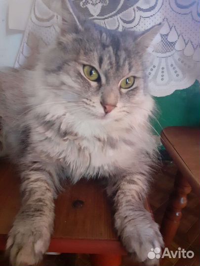 Кошка в дар бесплатно в хорошие руки