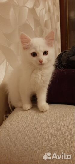 Котята турецкой ангоры