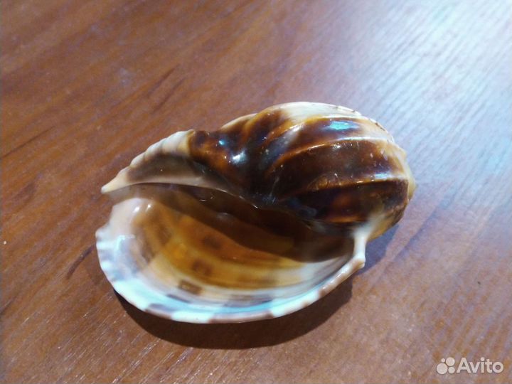 Морские раковины большие