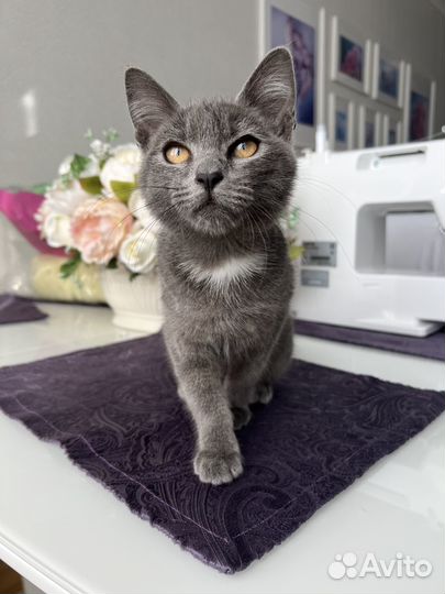 Котенок ищет дом