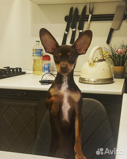 Той-терьер вязка