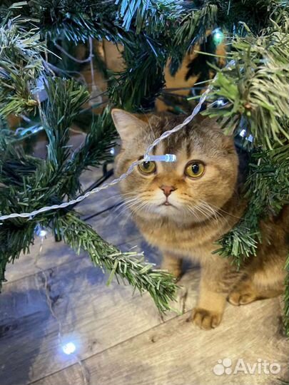 Шотландские