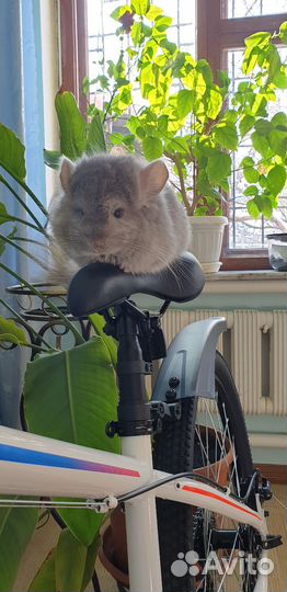 Ангорские шиншиллята, мальчик и девочка