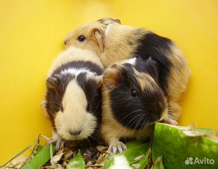 Моркие свинки