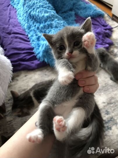 Котята британцы серые