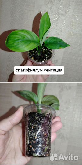 Комнатные растения разные