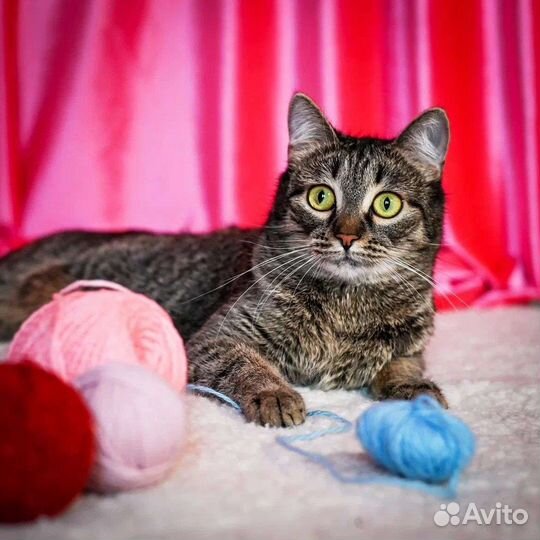 Кошечка в дар