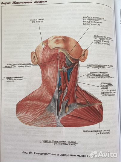 Атлас анатомии человека левкин