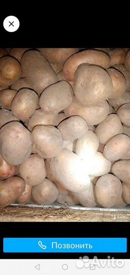 Продам картофель