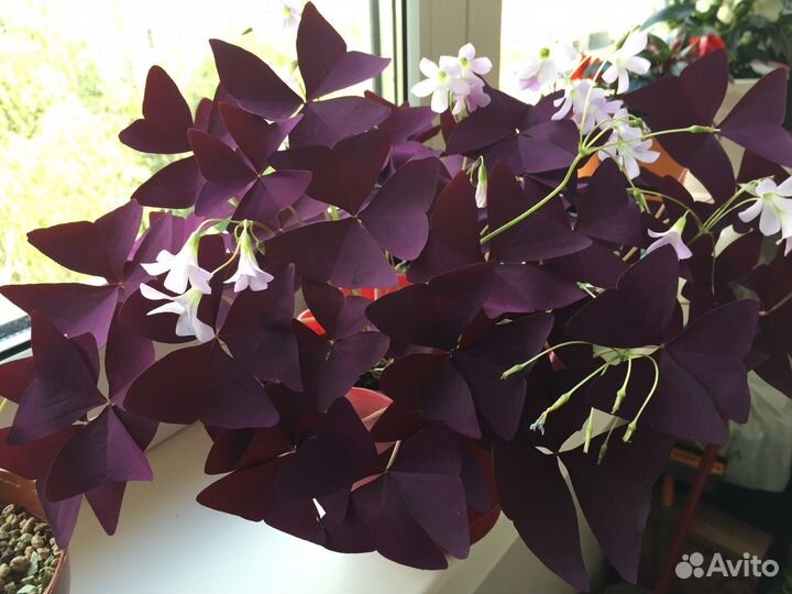 Кислица треугольная, комнатное растение