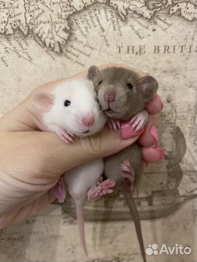 Крысята Дамбо большой выбор