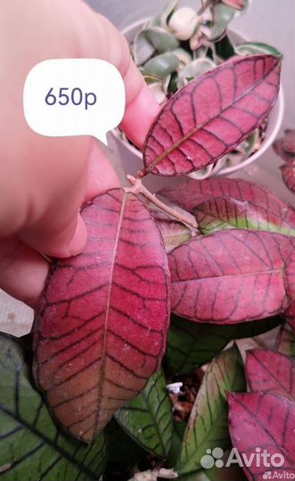 Хойя гудин гадинг