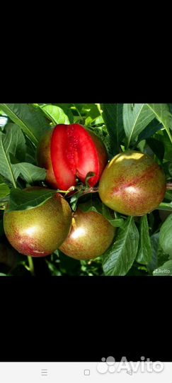 Плумкот саженцы