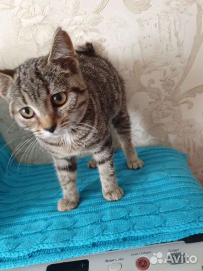 Кошки в добрые руки