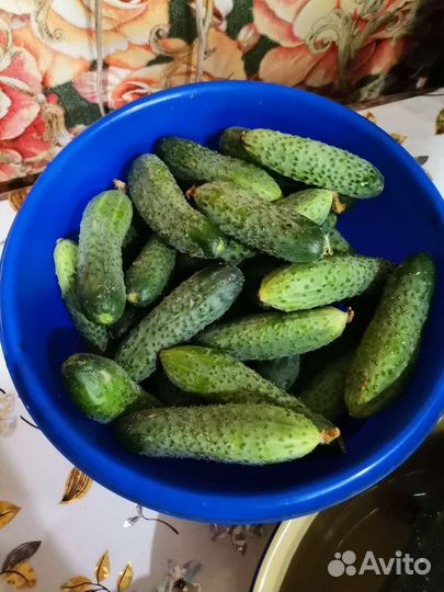 Огурцы и помидоры, кабачки