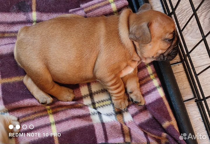 Собаки щенки