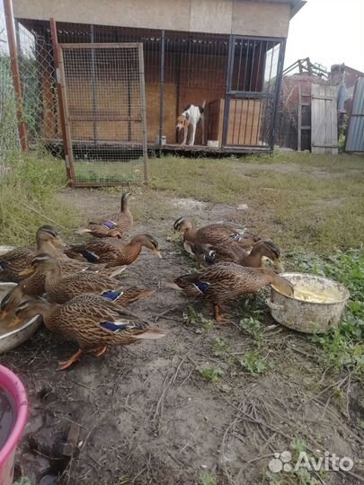 Подсадные утки