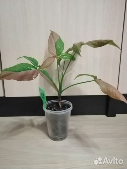 Сингониум ред спот триколор