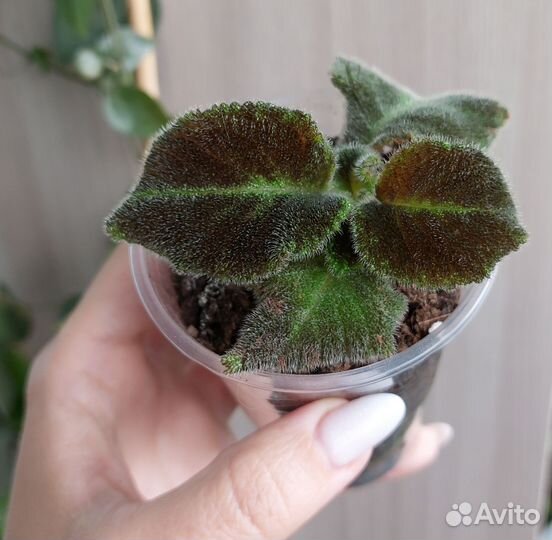 Бегония и другие