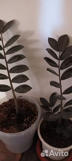 Замиокулькас