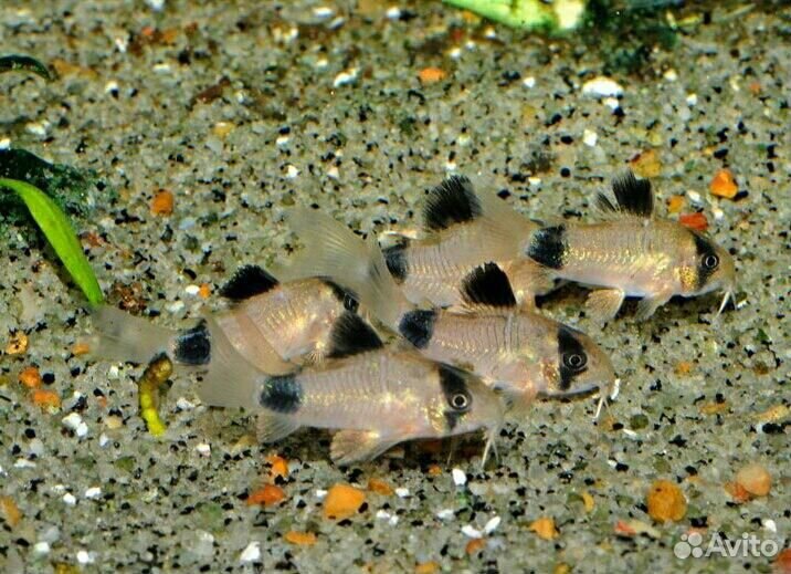 Аквариумные рыбки