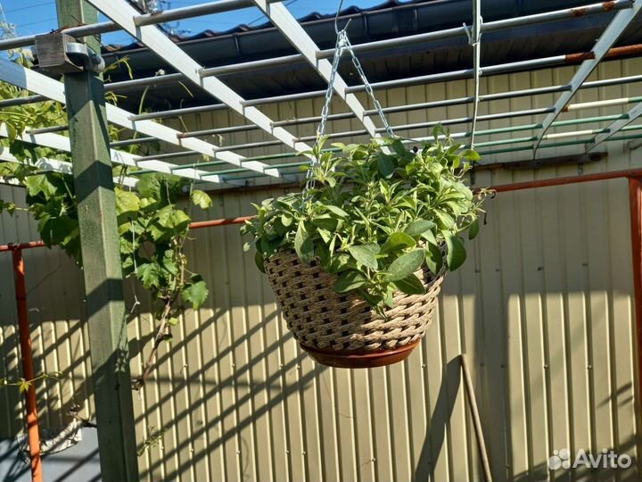 Кашпо для цветов