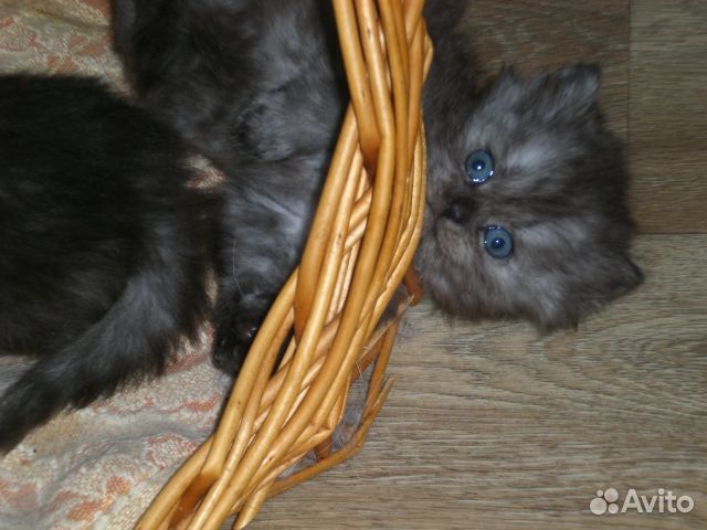 Котята персидской шиншиллы