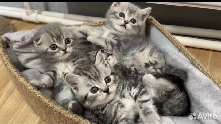 Вязка британец