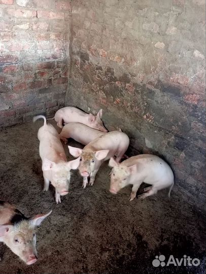 Поросенок Ливенской мясо-сальной породы