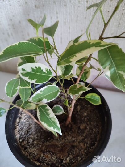 Фикусы Бенджамина