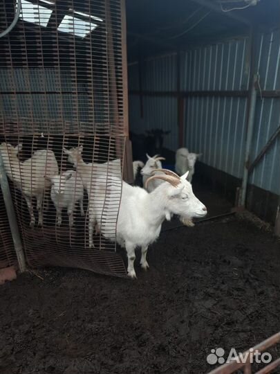 Зааненская коза