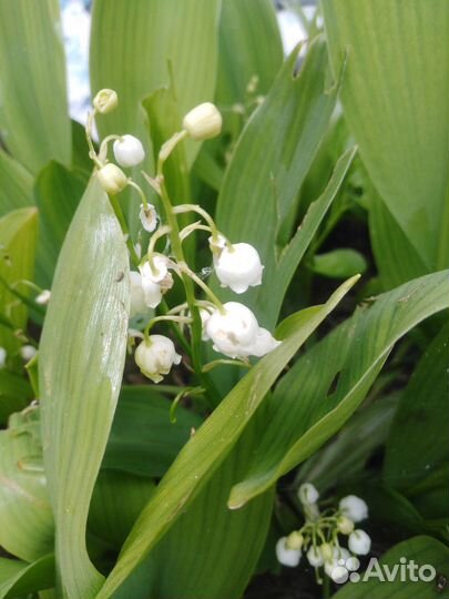 Ландыши рассада