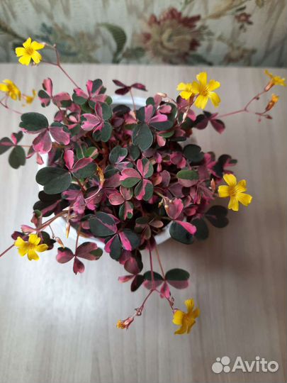 Кислица или оксалис